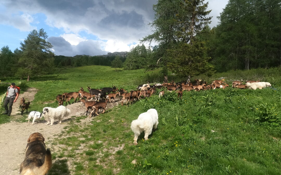 Une forêt et des alpages auxquels nous sommes attachés